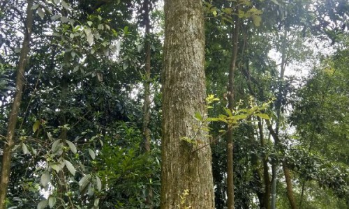 瑞珠滴眼液的功效-瑞珠护眼喷雾有效果吗、瑞珠护眼喷雾有效果吗 -瑞珠天天明滴眼液图片网